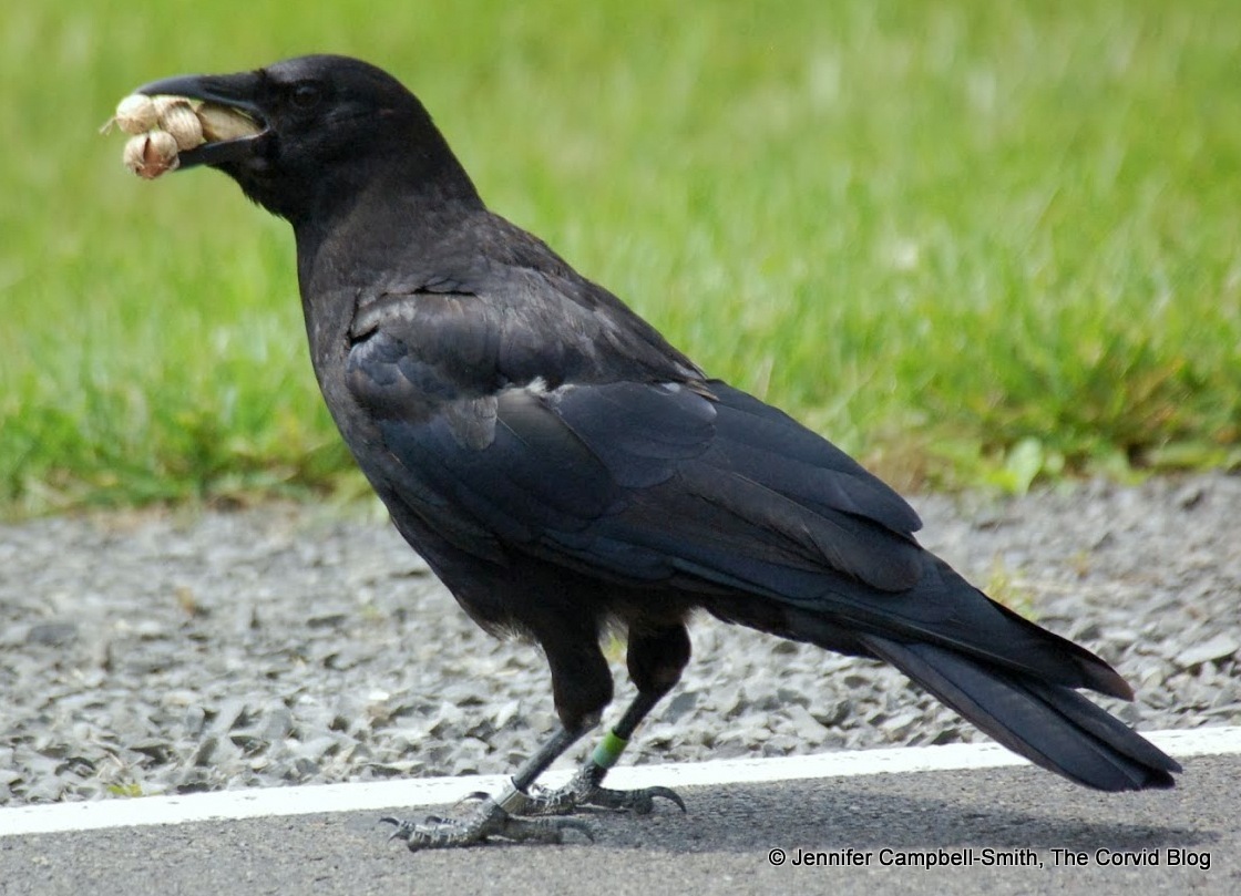 Speaking of Crows : Part 2